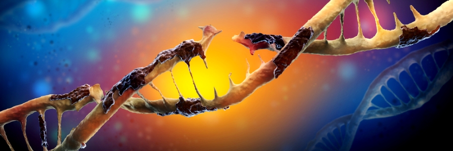 Разрушение структуры ДНК при воздействии свободных радикалов