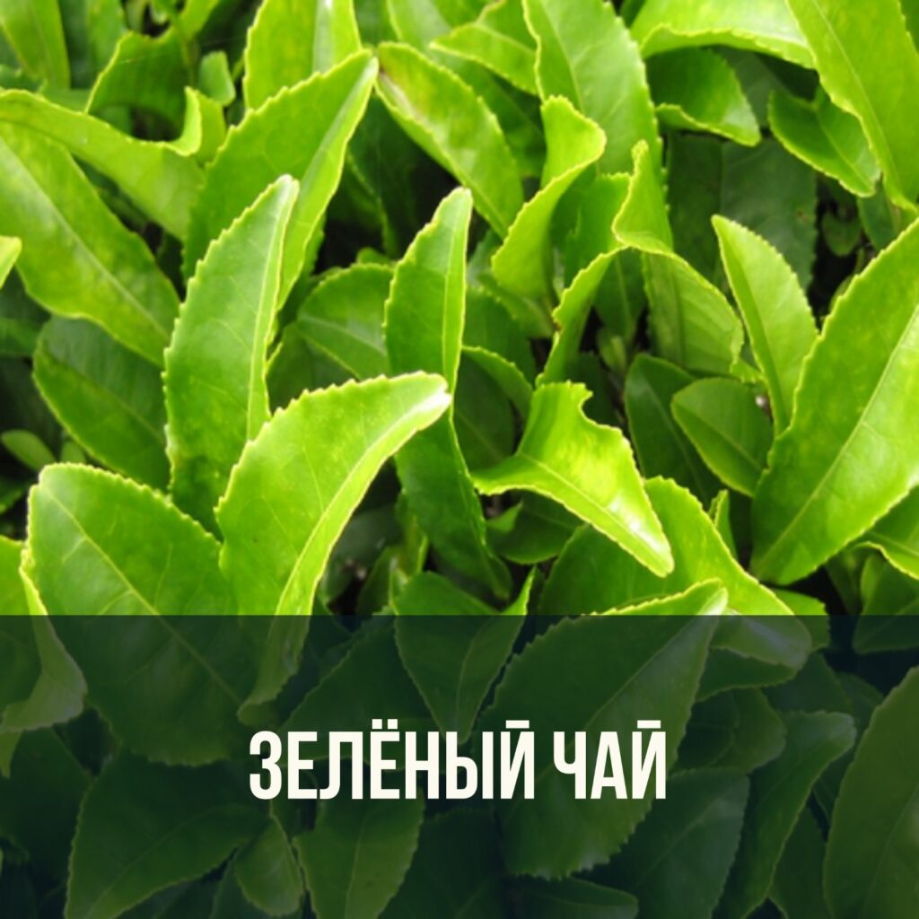 Зеленый чай - антиоксидант