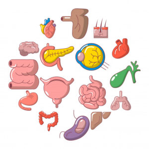 Роль структурных и накопленных жиров в организме человека